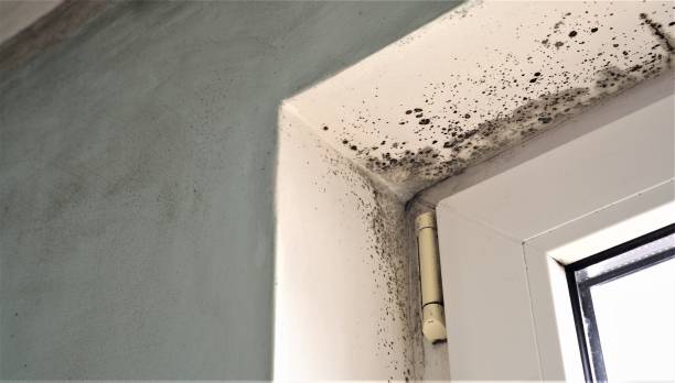 Best Environmental Consulting for Mold Prevention  in South Duxbury, MA