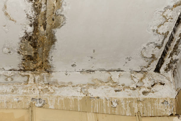 Best Water Damage & Mold Remediation  in South Duxbury, MA