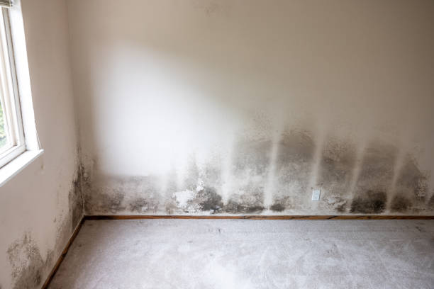 Best Residential Mold Inspection & Testing  in South Duxbury, MA