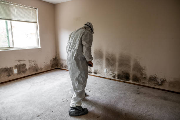 Best Mold Prevention Services  in South Duxbury, MA